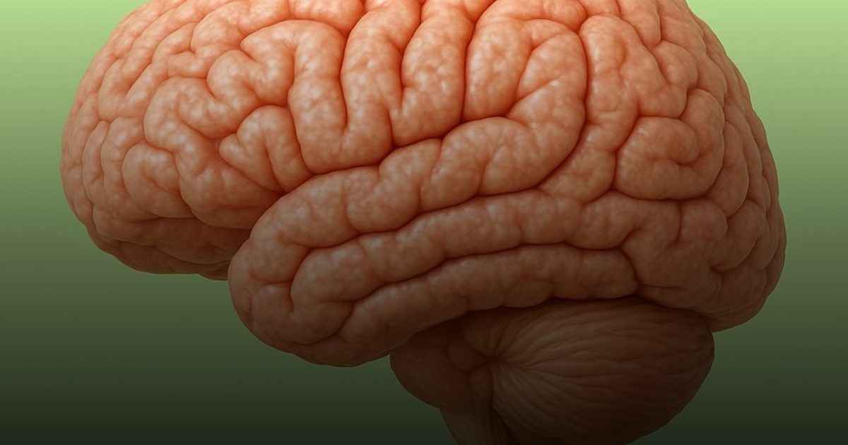 "بطاريات احتياطية" في المخ.. تُبقي العقل نشطاً رغم الإجهاد