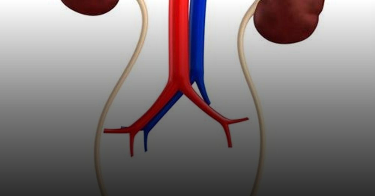 دراسة سويدية: صحة الكلى قد تكون مفتاح الوقاية من الزهايمر عبر تصفية البروتينات السامة