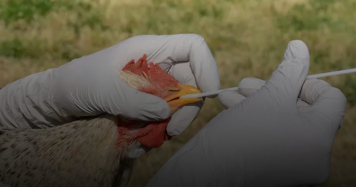 أستراليا تخصص 12 مليون دولار لتعزيز الاستجابة لإنفلونزا الطيور