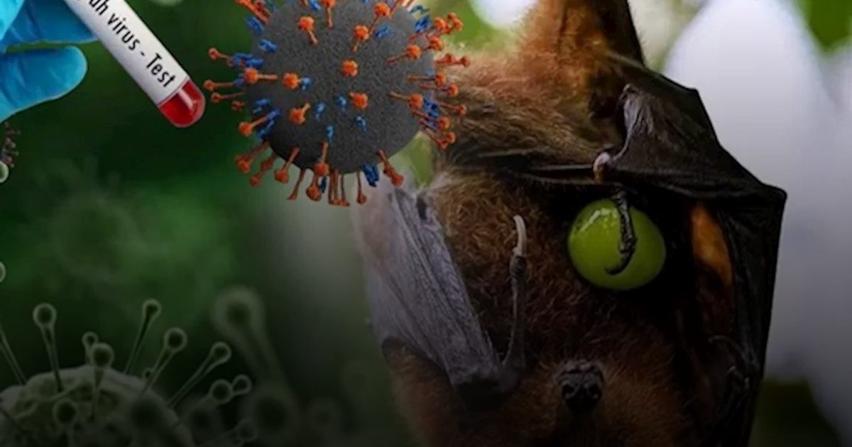 الهند تحتوي تفشٍ لفيروس نيباه