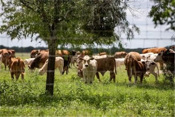 الدودة الحلزونية تهدد تكساس بعد 60 عامًا من الغياب