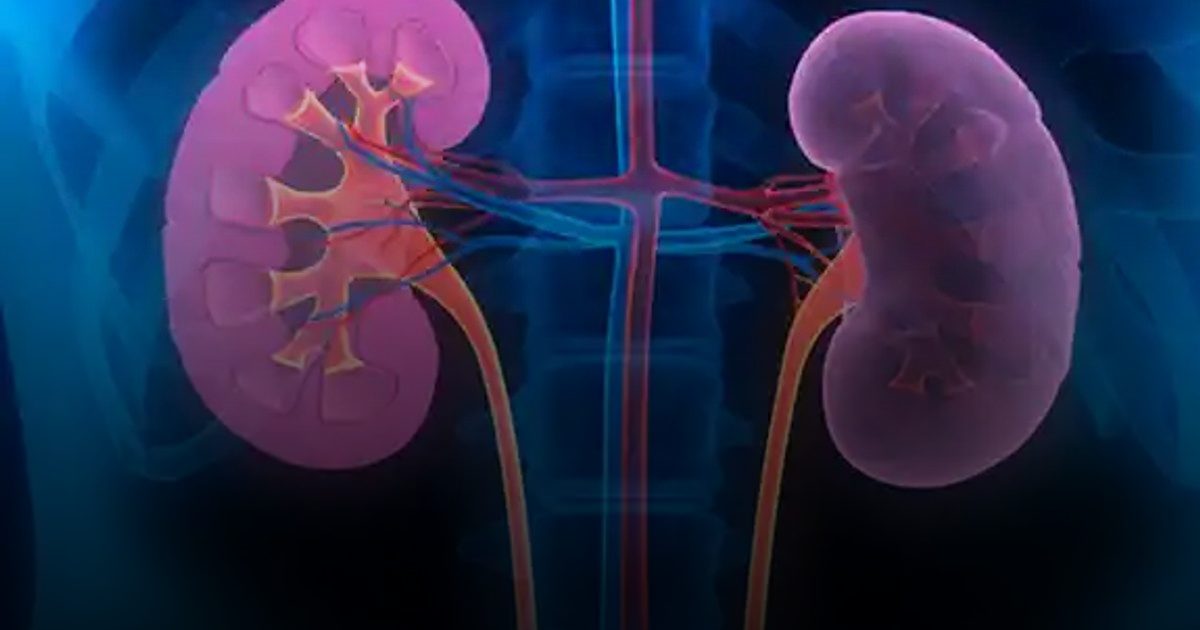 نجاح تحويل كلية من فصيلة (A) إلى (O) يمهد لثورة في زراعة الأعضاء