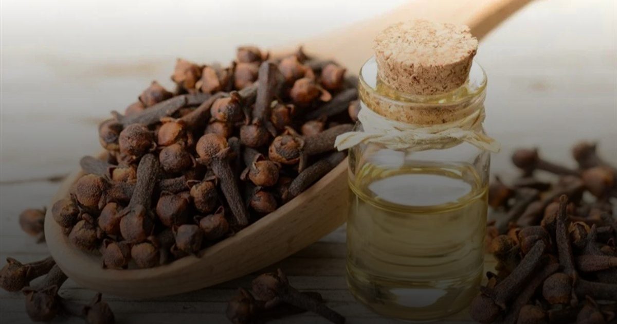 زيت القرنفل.. مسكّن موضعي ومقاوم للبكتيريا ويدعم وظائف الكبد