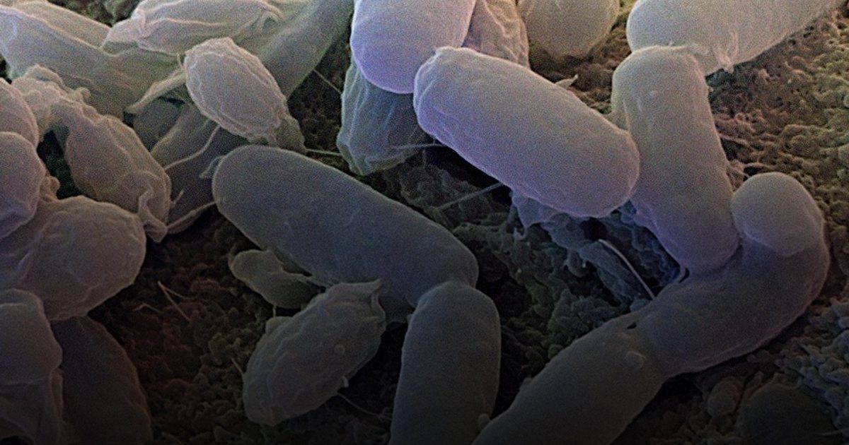 9 آلاف نوع من البكتيريا تسكن منزلك...