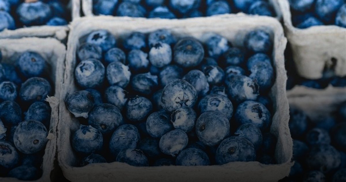 تحذير أمريكي من تلوث التوت