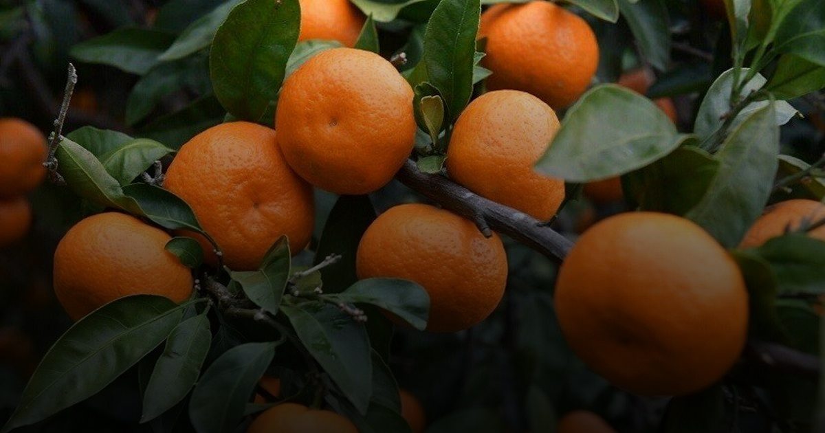 اليوسفي بين الفوائد والمخاطر: نصائح هامة لمرضى المعدة والأشخاص الأصحاء