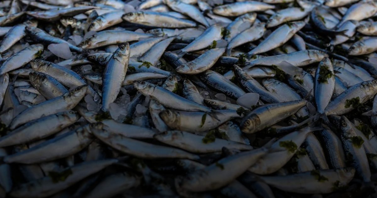 الأسماك الدهنية توفر كميات كبيرة من فيتامين «د» .. منها 6 شهيرة