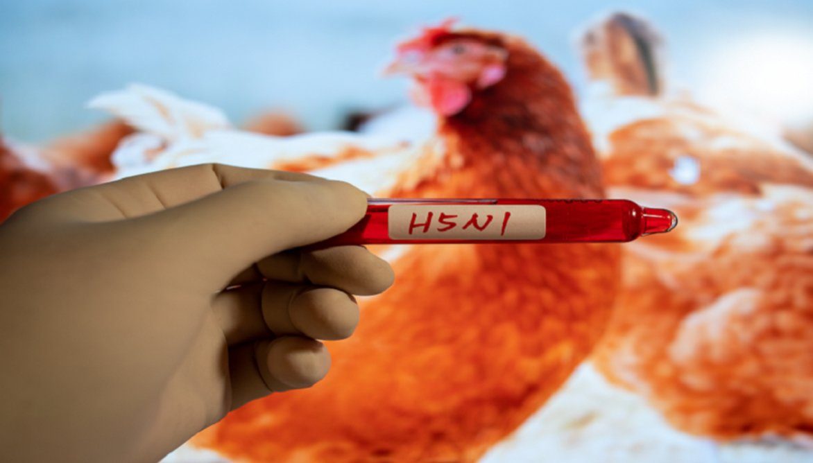 متابعة 11 شخصًا في ولاية ميشيغان بسبب انتشار إنفلونزا الطيور H5N1