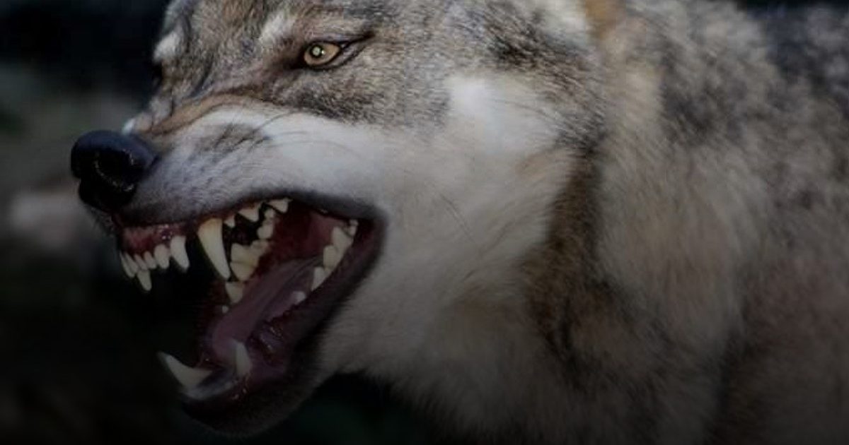 "تجمّد كالشجرة".. استراتيجية البقاء عند مواجهة كلب عدواني