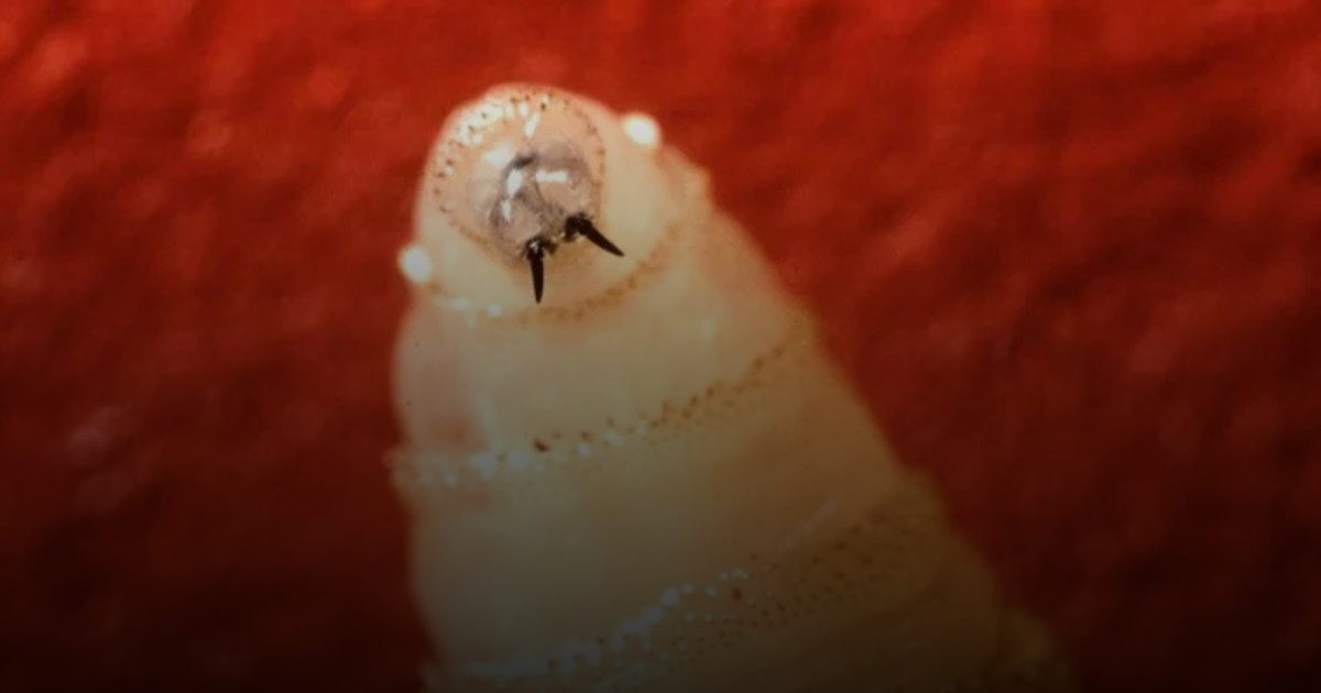 المكسيك تعلن أول إصابة بشرية بداء الدودة الحلزونية