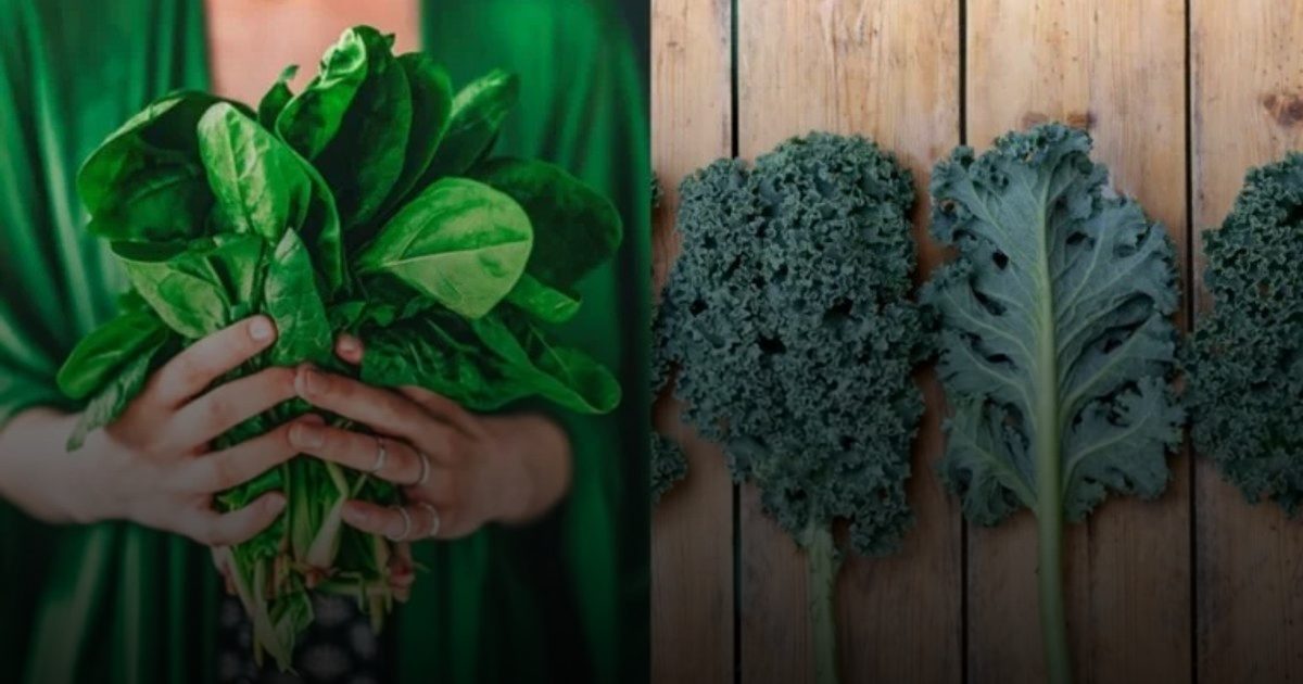 مكمّل نباتي يعزز المناعة في مكافحة السرطان