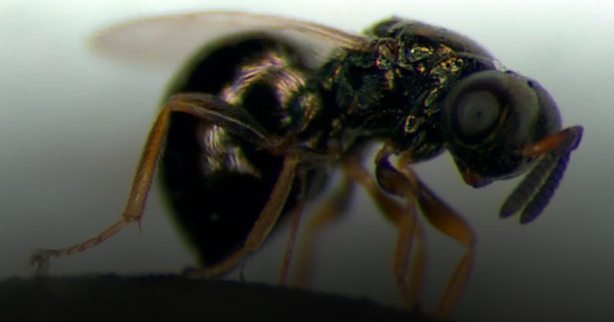 الدبور الجوهري .. حشرة نادرة تحمل مفتاح إبطاء الشيخوخة