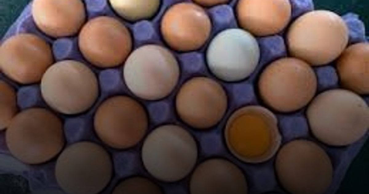 أمانة جدة تضبط موقعين لتخزين وتعبئة البيض وتعديل تواريخ الصلاحية