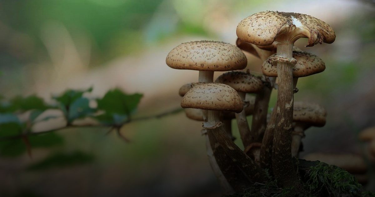 فوائد صحية لـ«الفطر» منها محاربة الالتهابات