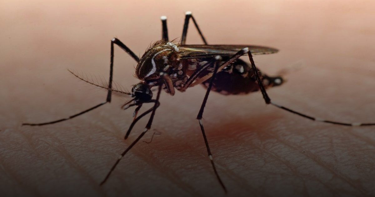 إنجاز صحي وطني: المملكة تسجل انخفاضًا بنسبة 93% في إصابات حمى الضنك