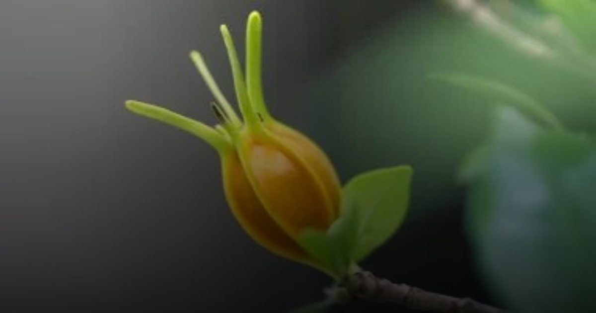 FDA توافق على صبغة طعام نباتية طبيعية باللون الأزرق