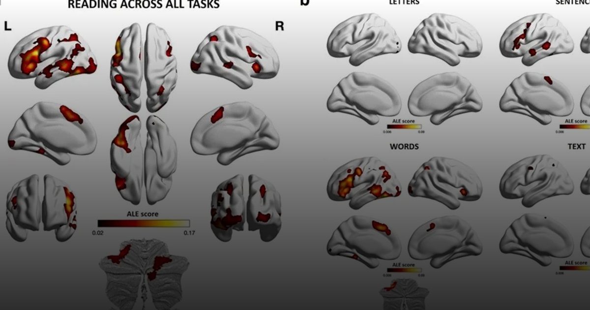 دراسة تكشف أسراراً مذهلة داخل الدماغ عند قراءة الحروف والكلمات