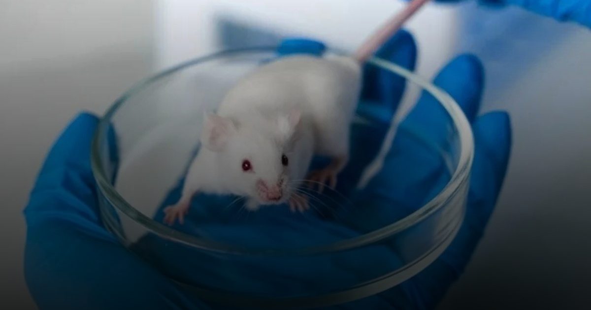 زرع خلايا دماغية بشرية يعيد السعادة للفئران