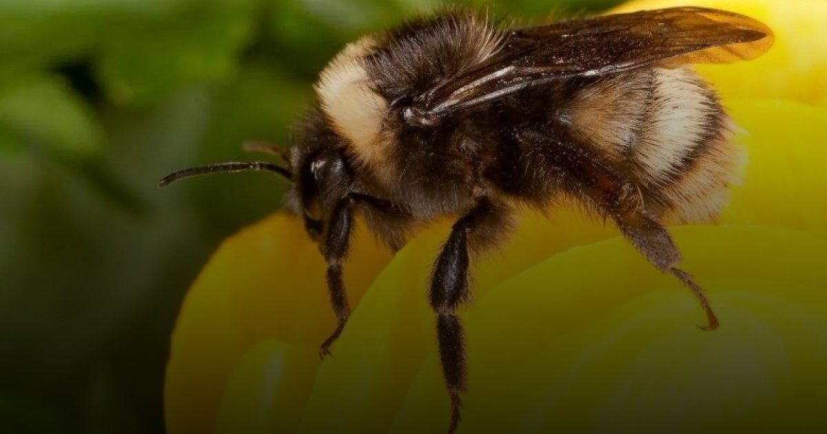 سم النحل.. أمل جديد لعلاج سرطان الثدي