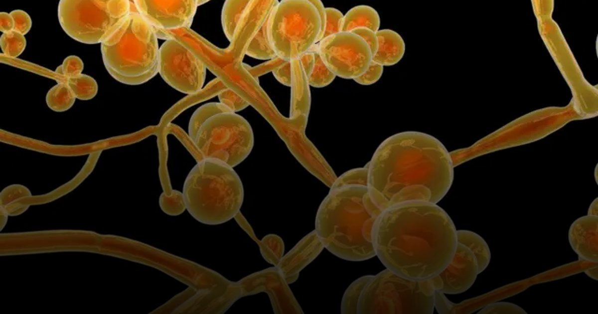 فطر "كانديدا أوريس" ينتشر في 61 دولة وسط مخاوف من مقاومته للأدوية