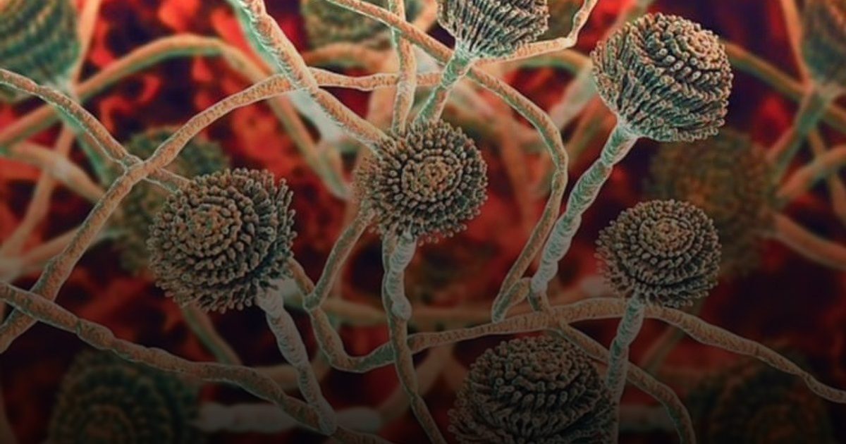 بكتيريا "كانديدا أوريس" تهدد البشرية.. مقاومة للأدوية وتنتشر في بريطانيا