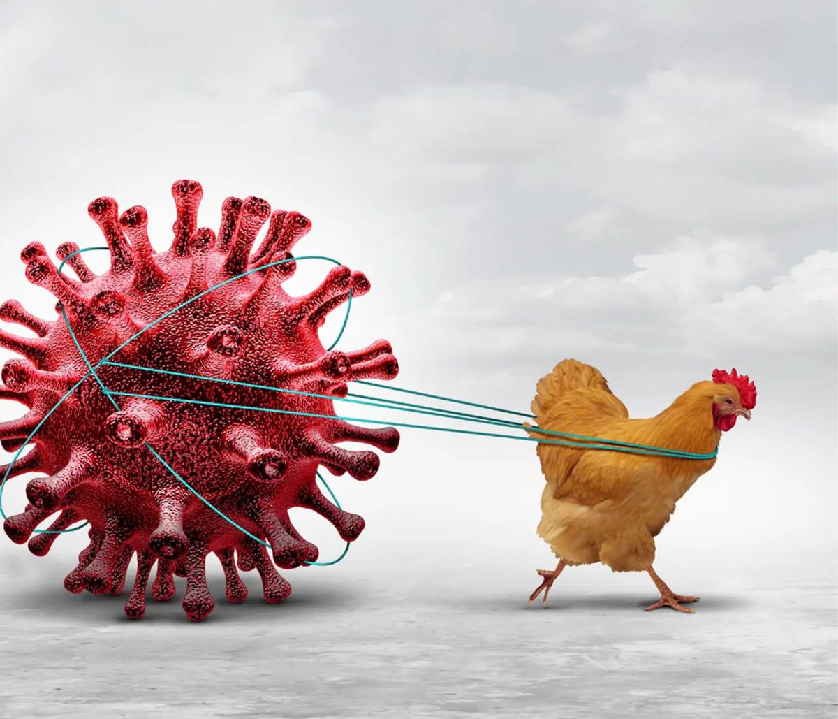 خبراء يحذرون: إنفلونزا الطيور H5N1 تهدد بجائحة جديدة تصيب البشر