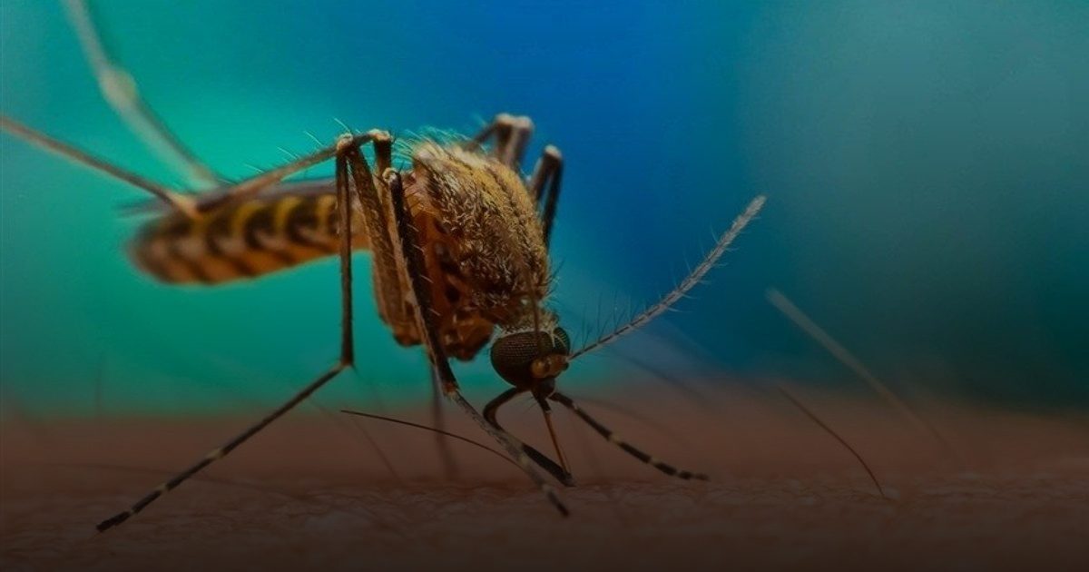 كولومبيا تعلن حالة الطوارئ لانتشار الحمى الصفراء