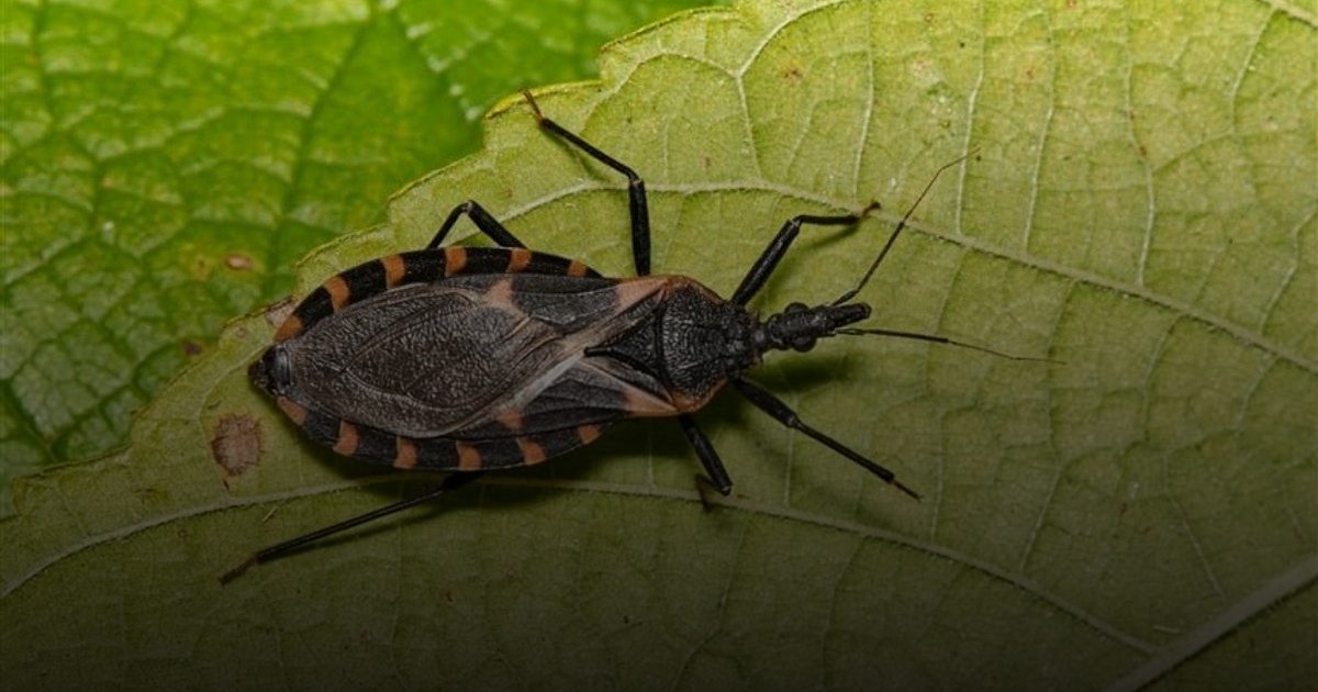 الصحة العالمية" "شاغاس" يتسبب في مرض قاتل يتوطن في أمريكا