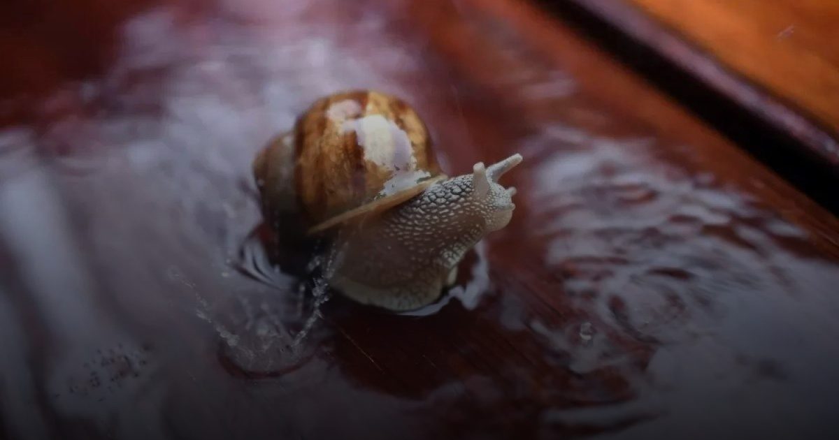 الحلزون يفتح الباب لعلاج مشاكل البصر عند البشر