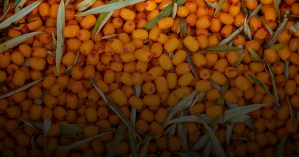 "نبق البحر".. غني بفيتامين «سي» أكثر من البرتقال