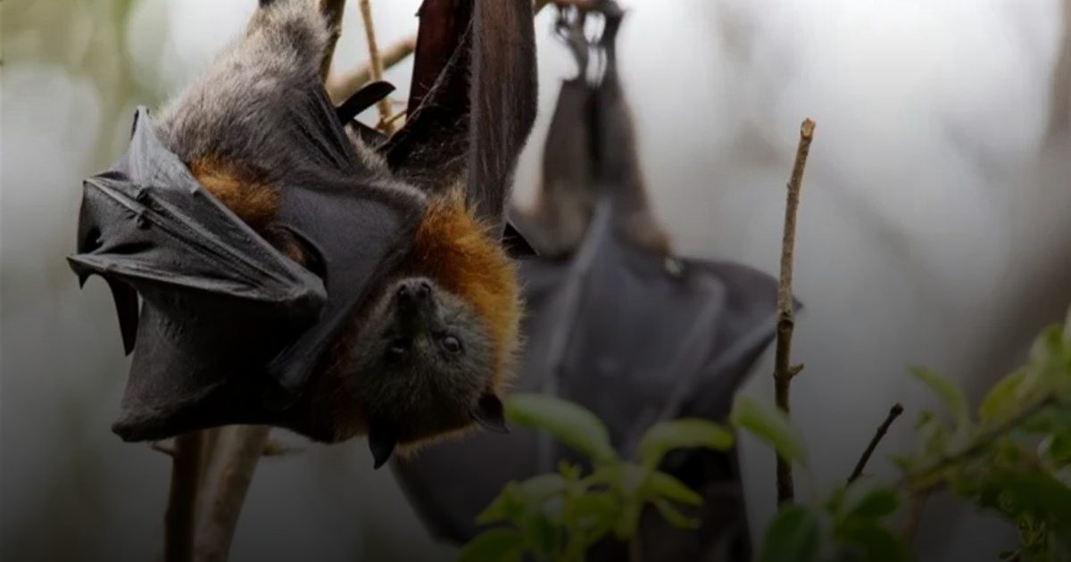 أول إصابة بشرية بفيروس الخفاش دون علاج في استراليا