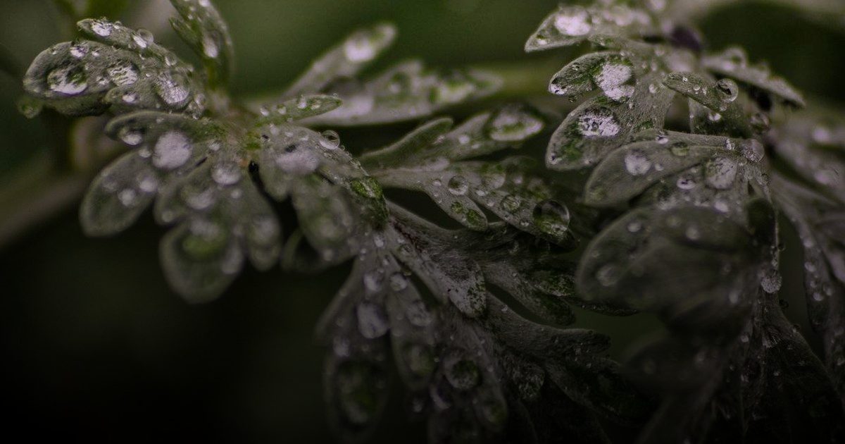 فوائد عشبة الشيح..  من تقليل الألم إلى محاربة السرطان