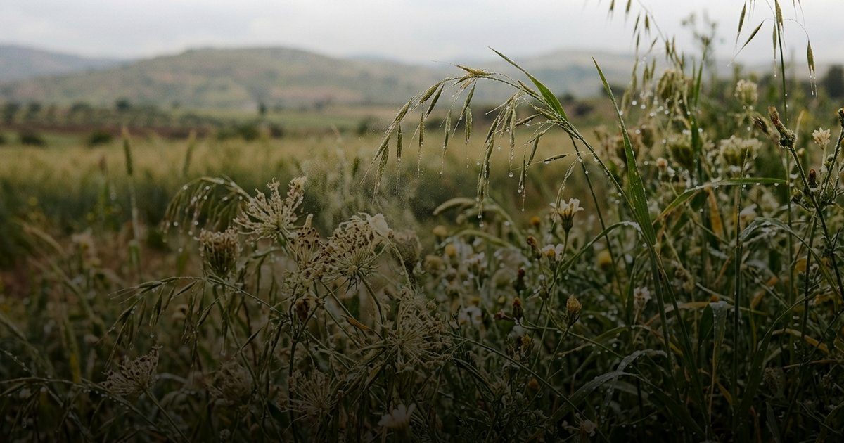 التغير المناخي يحوّل موسم الحساسية إلى أزمة صحية خطيرة