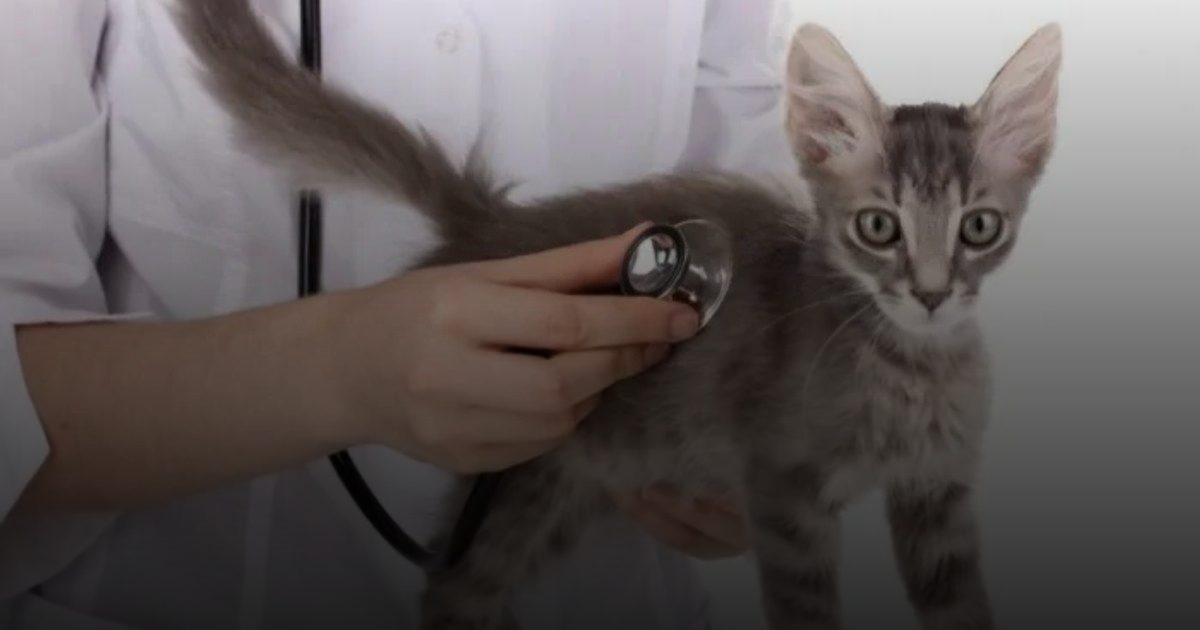 ارتفاع أسعار تطعيم القطط يثير استياء المربين وسط غياب التسعير الموحد