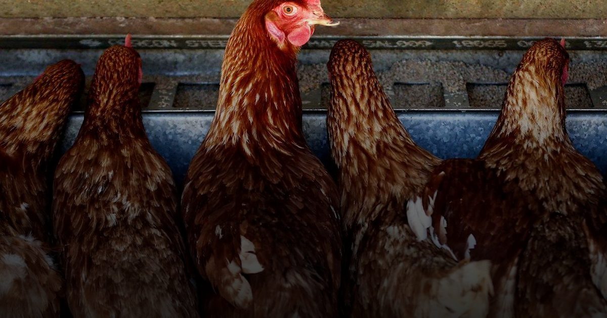 طوارئ في كمبوديا بعد وفاة طفل بإنفلونزا الطيور