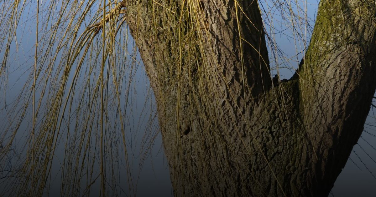 لحاء الصفصاف يساعد في علاج التهاب المفاصل