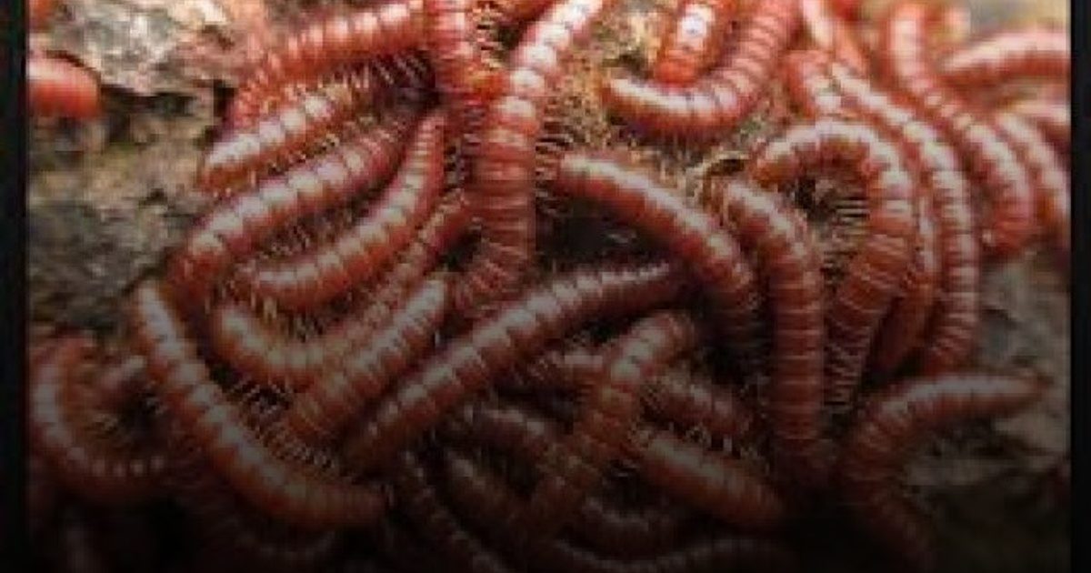 الدودة الحلزونية.. سلالة قاتلة من الطفيليات تتسب في وفاة وإصابة العشرات