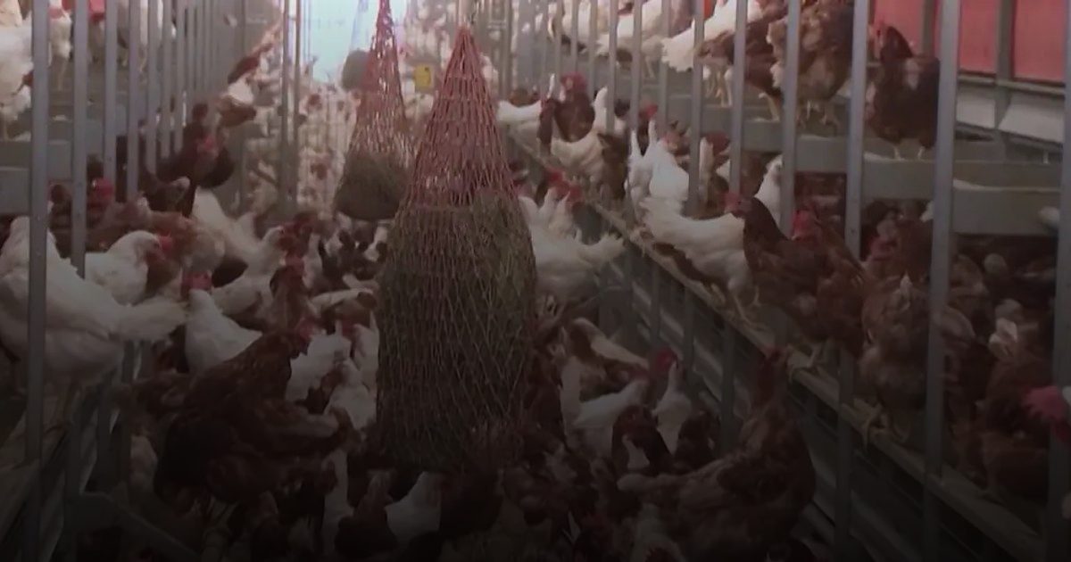 ألمانيا تُعدم 400 ألف طائر لمواجهة تفشي "إنفلونزا الطيور" والخسائر تتصاعد عالمياً