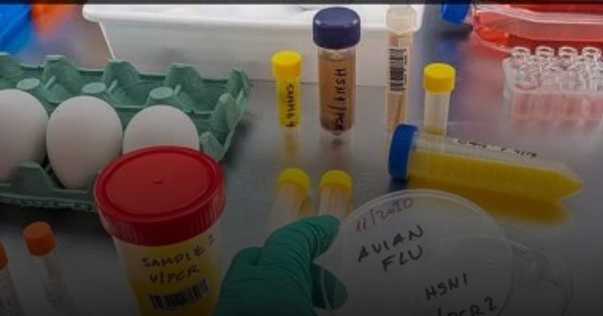 في هولندا.. تطوير لقاح ضد السلالات المعروفة من أنفلونزا الطيور