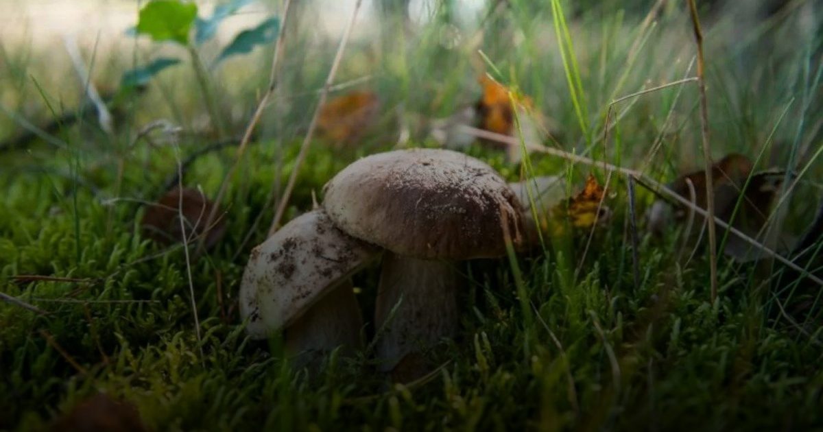 «الفطر السحري» لمرضى باركنسون يخفف التوتر والاكتئاب ويحسن المزاج