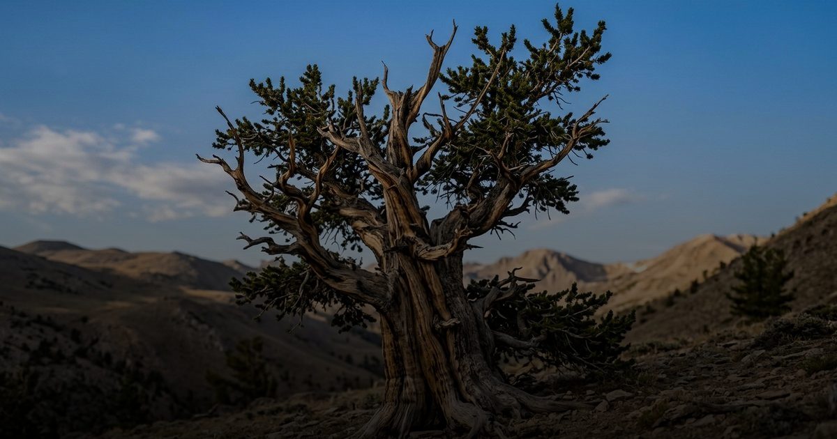 أسرار جينية عمرها 5000 عام: الصنوبر يعيد تعريف البقاء