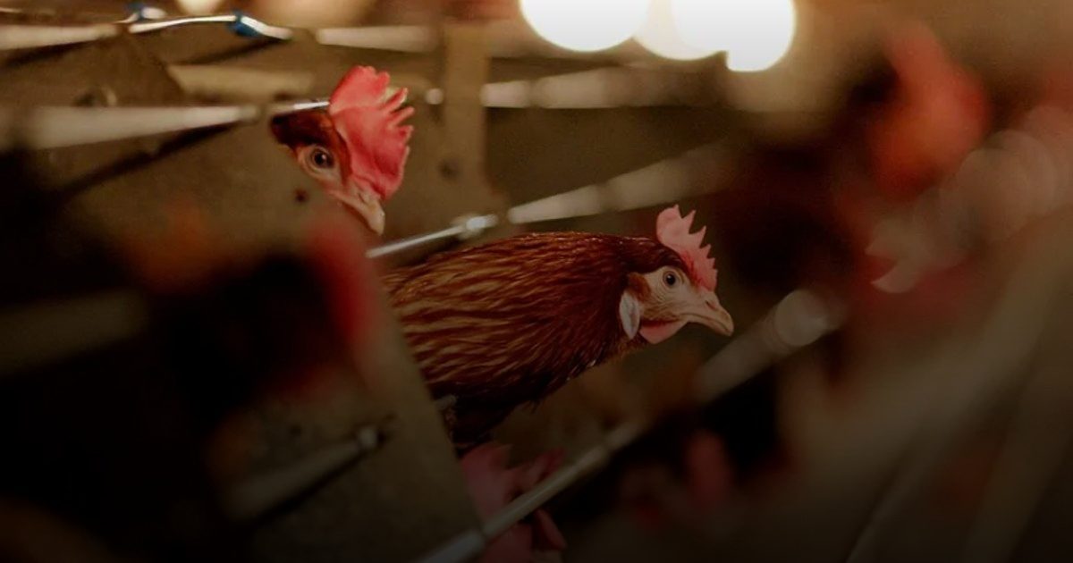 أستراليا ونيوزيلندا تطلقان حمله وقائية لمواجهة فيروس إنفلونزا الطيور