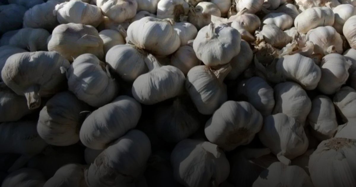 دراسة حديثة: الثوم قد يكون علاجاً بديلاً لمكافحة التهاب المسالك البولية