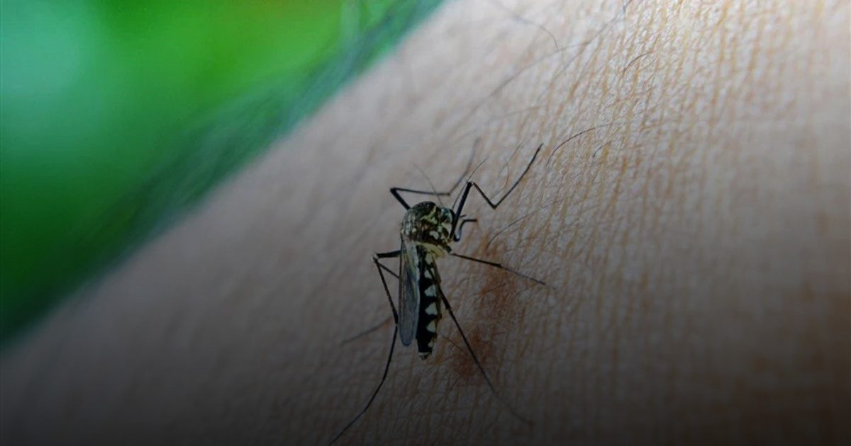 باكستان.. تسجيل أول وفاة بحمى الضنك في السند خلال 2025