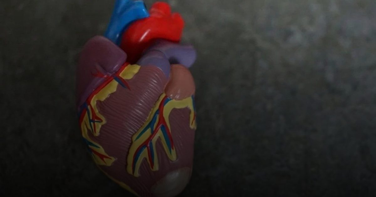 قلوب مخبرية بحجم بذور الشيا.. أمل جديد لعلاج أمراض القلب لدى الأطفال