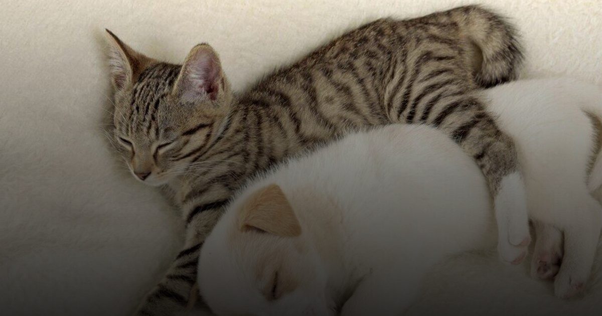 تحذير جديد: بكتيريا خطيرة تنتقل من الكلاب إلى البشر عبر "القراد ذو الأنف النجمي"