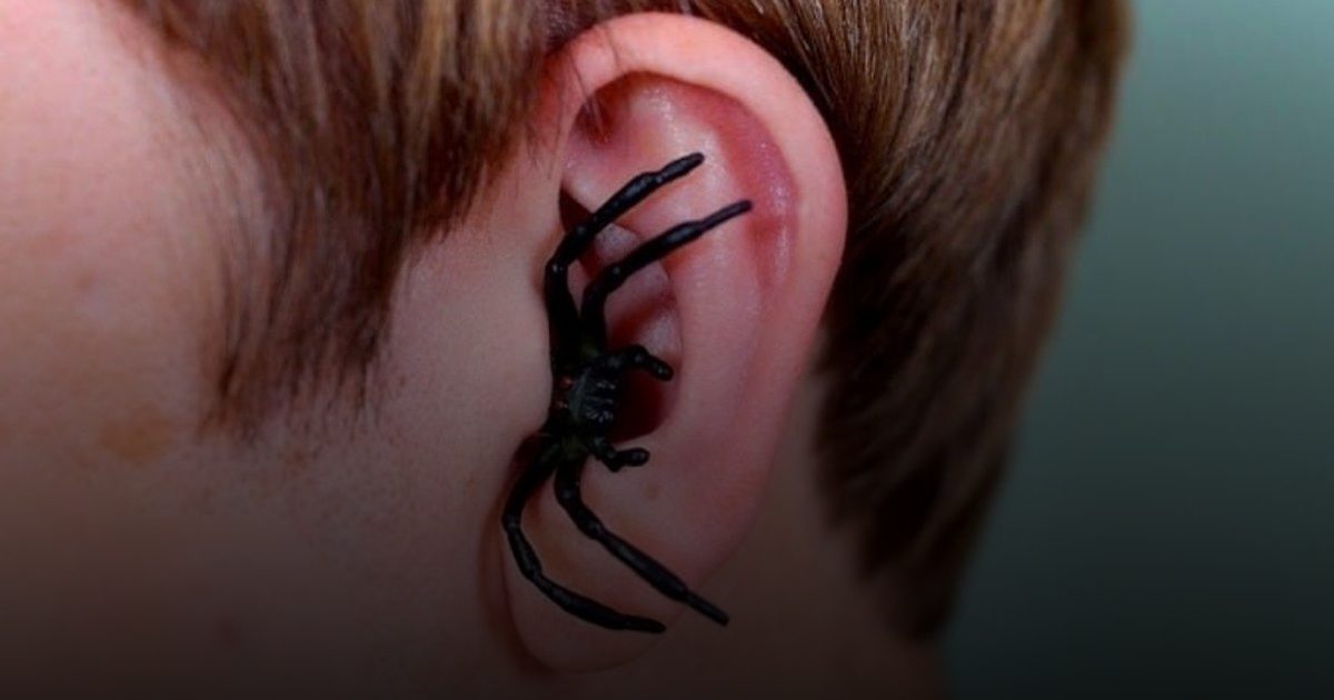 عنكبوت حي يخرج من أذن طفل روسي يثير الذهول في غرفة الفحص