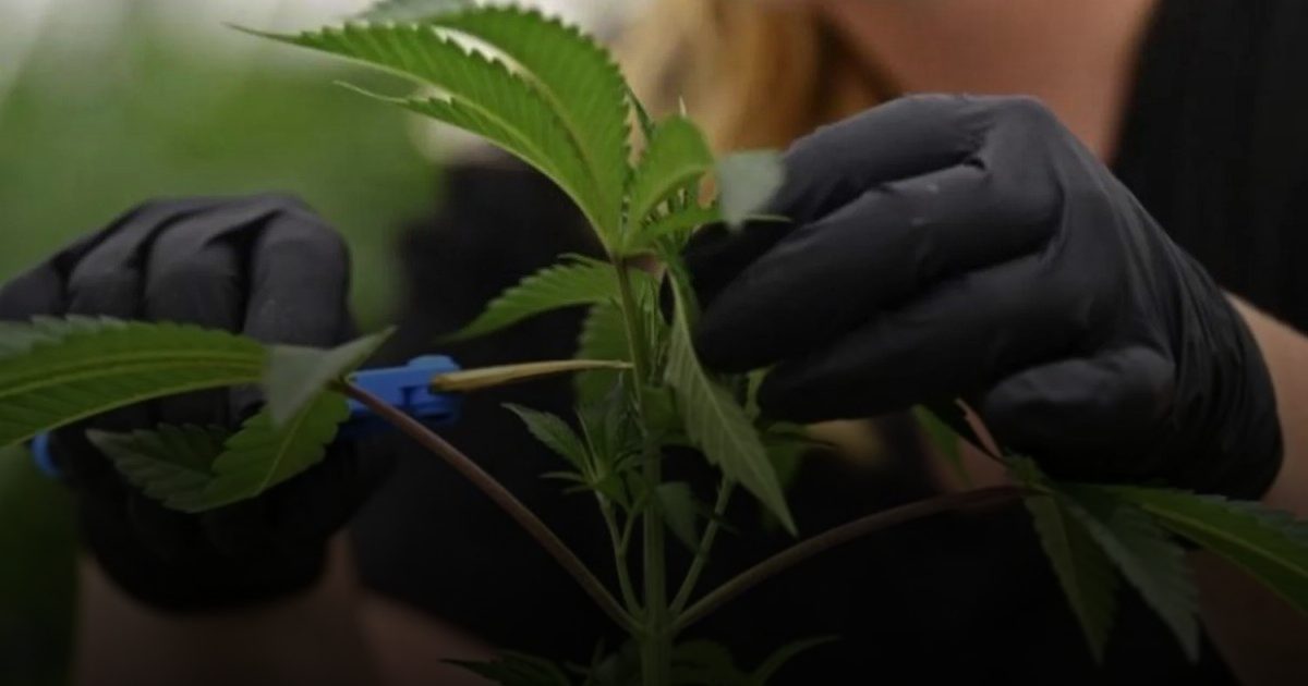 آثار كارثية لتعاطي الحوامل للماريوانا.. منها ضعف نمو الجنين