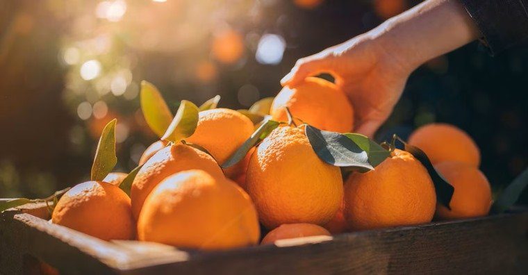 دراسة تكشف تأثير تناول البرتقال على الاكتئاب