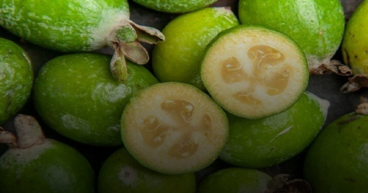 الفيغوا أعلى الفواكه محتوى من اليود وحبتان تكفيان حاجة الجسم اليومية